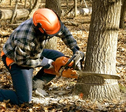 Tree Removal in Prairie Lea, TX